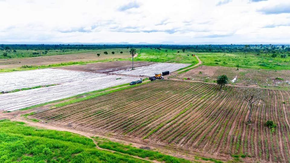 Refroidissement à énergie solaire dans 
                            la chaine de valeur agricole en Afrique